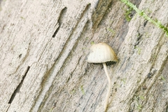Psathyrella amarescens