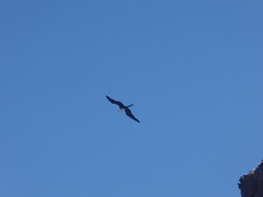 Larus livens