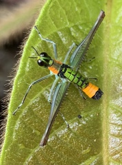 Paramastax rosenbergi