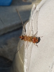Pantala hymenaea