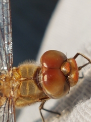 Pantala hymenaea