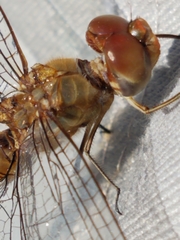 Pantala hymenaea