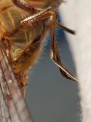 Pantala hymenaea