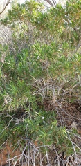 Eremophila freelingii