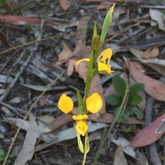 Diuris chrysantha