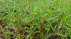 Melampodium sericeum