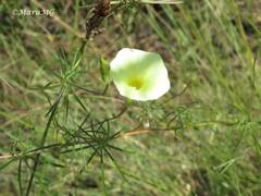 Ipomoea chamelana