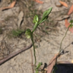 Pterostylis bicolor