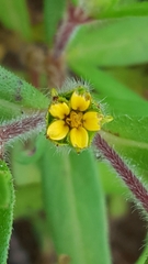 Melampodium sericeum