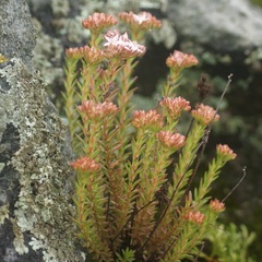 Sedum goldmanii