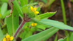 Melampodium sericeum