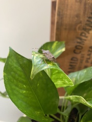 Halyomorpha halys