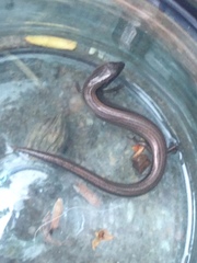 Hemiergis decresiensis