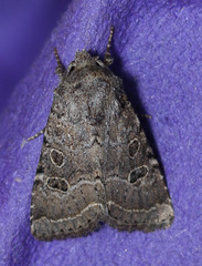 Protorthodes melanopis