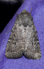 Protorthodes melanopis