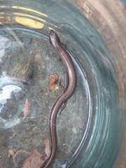 Hemiergis decresiensis