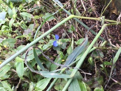 Commelina communis