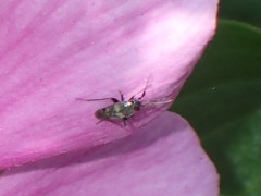 Spanagonicus albofasciatus