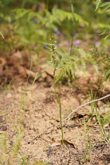 Prasophyllum brevilabre