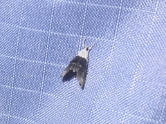 Lipocosmodes fuliginosalis