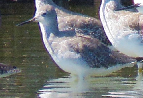 Lesser Yellowlegs (Tringa flavipes)