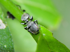 Cephalotes goniodontus