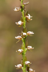 Prasophyllum brevilabre