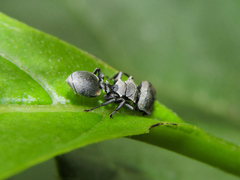 Cephalotes goniodontus