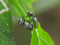 Cephalotes goniodontus