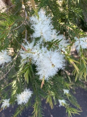 Melaleuca linariifolia