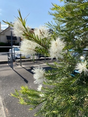 Melaleuca linariifolia