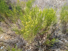Xylothamia diffusa