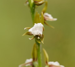 Prasophyllum brevilabre
