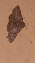 Pericyma