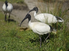 Australian Ibis - Photo (c) Tim, some rights reserved (CC BY), uploaded by Tim