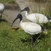 Australian White Ibis - Photo (c) Tim, some rights reserved (CC BY)