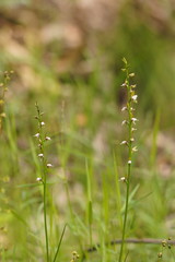 Prasophyllum brevilabre