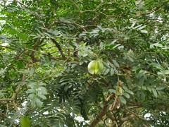 Gonopterodendron arboreum