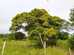Gonopterodendron arboreum
