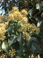 Hedera rhombea