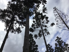 Cryptomeria japonica