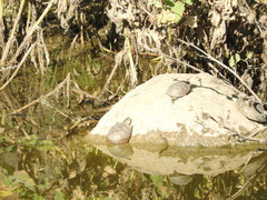 Kinosternon durangoense