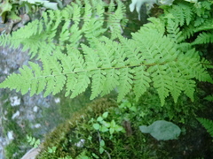 Cystopteris bulbifera