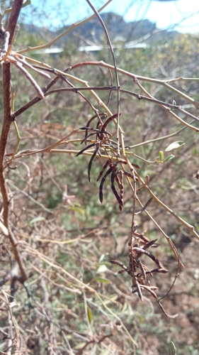 Indigofera oblongifolia image