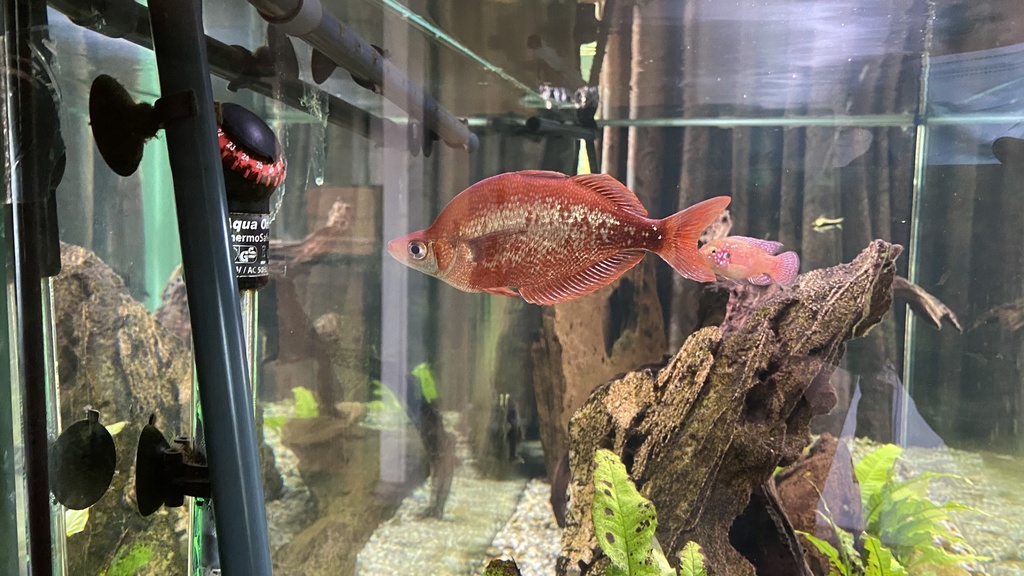 Poisson arc-en-ciel rouge (Glossolepis incisus Weber, 1907)