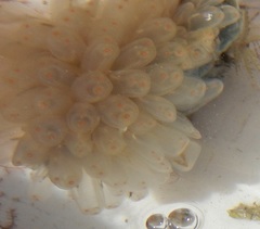 Ecteinascidia turbinata