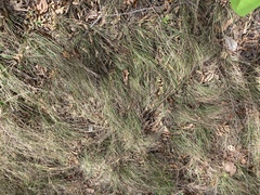 Sporobolus compositus