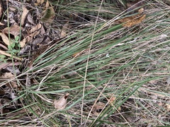 Sporobolus compositus