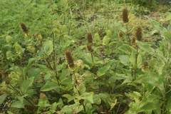 Lepechinia caulescens