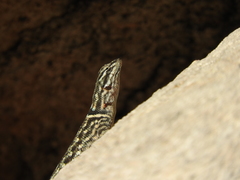 Sceloporus jarrovii